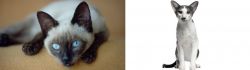 Siamese vs Oriental Bicolour - Breed Comparison