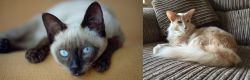 Siamese vs Oriental Longhair - Breed Comparison