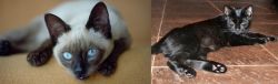 Siamese vs Pantherette - Breed Comparison