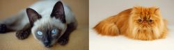 Siamese vs Persian - Breed Comparison