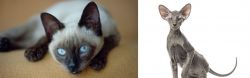 Siamese vs Peterbald - Breed Comparison