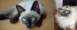 Siamese vs Ragdoll - Breed Comparison