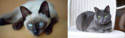 Siamese vs Russian Blue - Breed Comparison