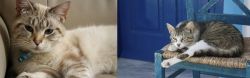 Siamese/Tabby vs Aegean - Breed Comparison