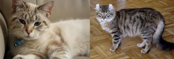 Siamese/Tabby vs American Curl - Breed Comparison