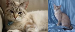 Siamese/Tabby vs American Keuda - Breed Comparison