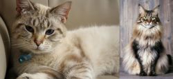 Siamese/Tabby vs American Longhair - Breed Comparison