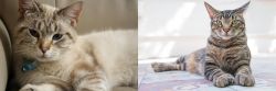 Siamese/Tabby vs American Polydactyl - Breed Comparison
