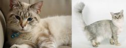 Siamese/Tabby vs Asian Semi-Longhair - Breed Comparison
