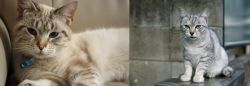 Siamese/Tabby vs Australian Mist - Breed Comparison