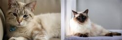Siamese/Tabby vs Balinese - Breed Comparison