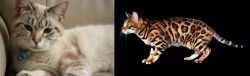 Siamese/Tabby vs Bengal - Breed Comparison