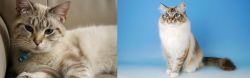 Siamese/Tabby vs Birman - Breed Comparison