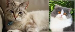 Siamese/Tabby vs British Longhair - Breed Comparison