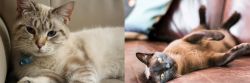 Siamese/Tabby vs Burmese - Breed Comparison