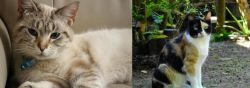 Siamese/Tabby vs Calico - Breed Comparison