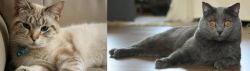 Siamese/Tabby vs Chartreux - Breed Comparison