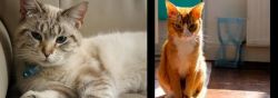Siamese/Tabby vs Chausie - Breed Comparison
