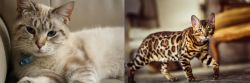 Siamese/Tabby vs Cheetoh - Breed Comparison