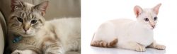 Siamese/Tabby vs Colorpoint Shorthair - Breed Comparison