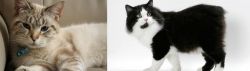 Siamese/Tabby vs Cymric - Breed Comparison