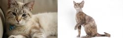 Siamese/Tabby vs Devon Rex - Breed Comparison