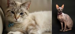 Siamese/Tabby vs Don Sphynx - Breed Comparison