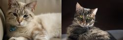 Siamese/Tabby vs European Shorthair - Breed Comparison