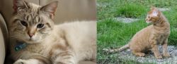 Siamese/Tabby vs German Rex - Breed Comparison