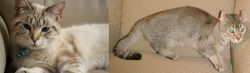 Siamese/Tabby vs Jaguarundi Curl - Breed Comparison