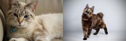 Siamese/Tabby vs Japanese Bobtail - Breed Comparison