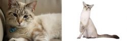 Siamese/Tabby vs Javanese - Breed Comparison
