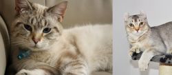 Siamese/Tabby vs Jungle-Curl - Breed Comparison