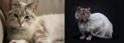 Siamese/Tabby vs Lykoi - Breed Comparison