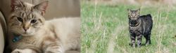 Siamese/Tabby vs Manx - Breed Comparison