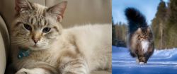Siamese/Tabby vs Norwegian Forest Cat - Breed Comparison