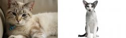 Siamese/Tabby vs Oriental Bicolour - Breed Comparison