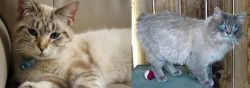 Siamese/Tabby vs Owyhee Bob - Breed Comparison