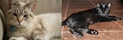 Siamese/Tabby vs Pantherette - Breed Comparison