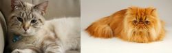 Siamese/Tabby vs Persian - Breed Comparison