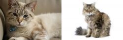 Siamese/Tabby vs Ragamuffin - Breed Comparison