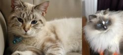 Siamese/Tabby vs Ragdoll - Breed Comparison