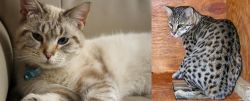 Siamese/Tabby vs Safari - Breed Comparison