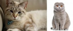 Siamese/Tabby vs Scottish Fold - Breed Comparison