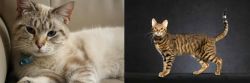 Siamese/Tabby vs Serengeti - Breed Comparison