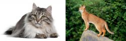Siberian vs Abyssinian - Breed Comparison