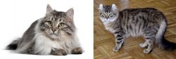Siberian vs American Curl - Breed Comparison