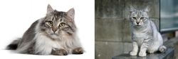 Siberian vs Australian Mist - Breed Comparison