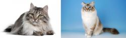 Siberian vs Birman - Breed Comparison