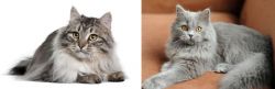 Siberian vs British Semi-Longhair - Breed Comparison